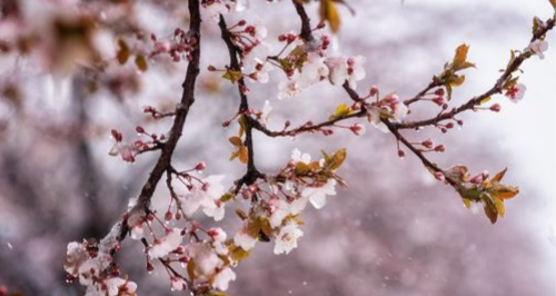 cherry blossoms