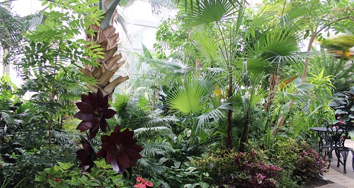 image of tropical plans inside a glass greenhouse