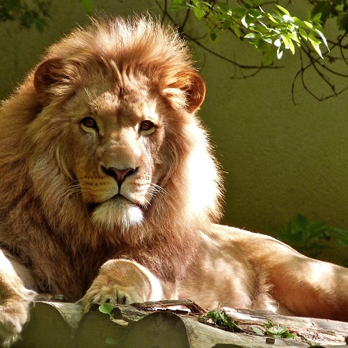 photo of a lion on a rock