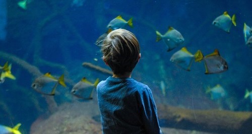 student visiting an aquarium